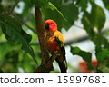 Kokane Mexican parake (scientific name: Aratinga solstitialis) 15997681