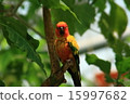 Kokane Mexican parake (scientific name: Aratinga solstitialis) 15997682