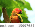 Kokane Mexican parake (scientific name: Aratinga solstitialis) 15997685