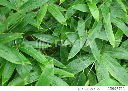 Plant Flower Kumazasa Kumasasa 15997731