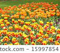 Tulip field 15997854