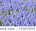 Muscari 15997855