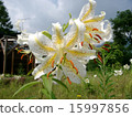  Wild lily 15997856