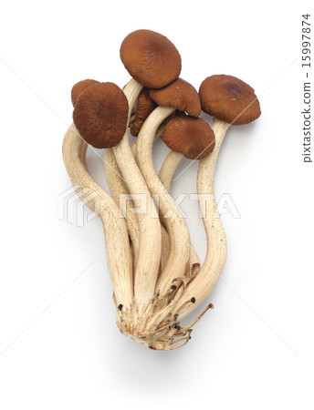 Tea tree mushrooms 15997874