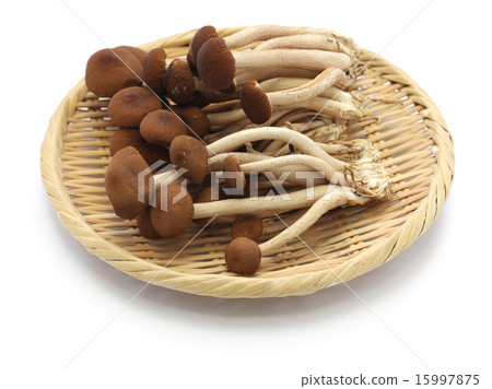 Tea tree mushrooms Tea tree mushrooms 15997875