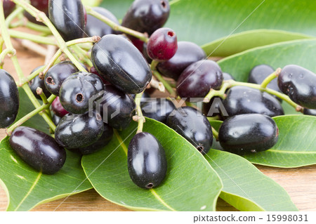 Jambolan plum 'Syzygium cumini (L) Skeels.' 15998031
