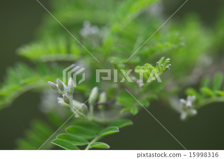 Sophora · Davidi flower bud 15998316