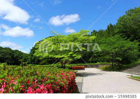 Azalea's blooming park Azalea's blooming park 15998385