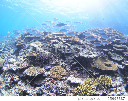 沖繩西表島的一群珊瑚礁和鋸齒死亡 沖繩西表島的一群珊瑚礁和鋸齒死亡 15998887