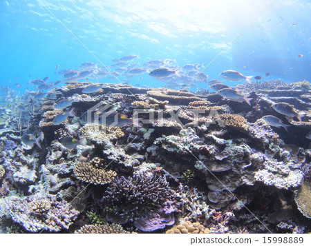 沖繩西表島的一群珊瑚礁和鋸齒死亡 沖繩西表島的一群珊瑚礁和鋸齒死亡 15998889