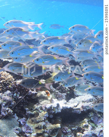 沖繩西表島的一群珊瑚礁和鋸齒死亡 沖繩西表島的一群珊瑚礁和鋸齒死亡 15998891