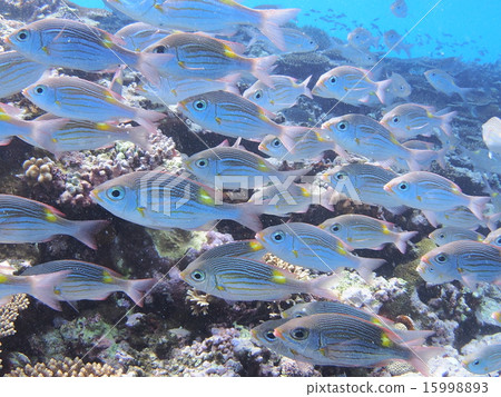 A group of coral reefs and sawtooth dies in Iriomote Island, Okinawa A group of coral reefs and sawtooth dies in Iriomote Island, Okinawa 15998893