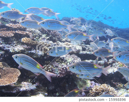 A group of coral reefs and sawtooth dies in Iriomote Island, Okinawa A group of coral reefs and sawtooth dies in Iriomote Island, Okinawa 15998896