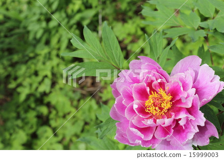Peony 15999003