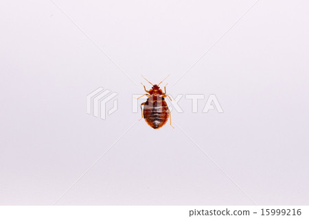 bed bugs 15999216
