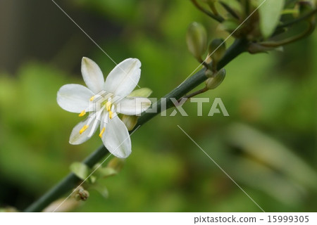 吊蘭 吊蘭 15999305