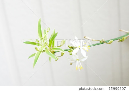 吊蘭 吊蘭 15999307