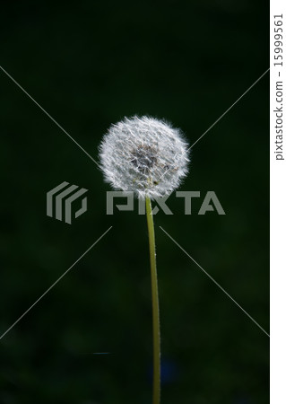 蒲公英的絨毛 蒲公英的絨毛 15999561