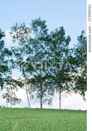 Birch tree birch tree 15999562