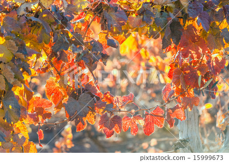 Sunny Autumn Vineyard. Mendoza in late autumn 15999673