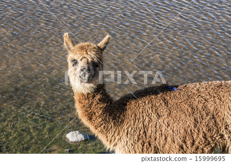 Cheerful adorable alpaca looking at the camera 15999695