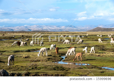 Llamas and alpacas are near Arequipa, Peru Llamas and alpacas are near Arequipa, Peru 15999696