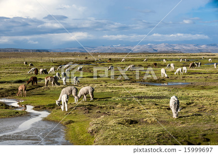 Llamas and alpacas graze in the mountains Llamas and alpacas graze in the mountains 15999697