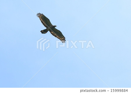Creatures Birds Honey bear, rare birds are rare Birds with many body color and pattern variations Creatures Birds Honey bear, rare birds are rare Birds with many body color and pattern variations 15999884