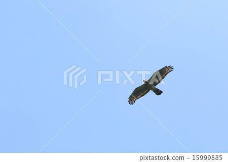 Living things Birds Hachikuma is a summer bird that raises children in various parts of Japan in the summer and overwintering in Southeast Asia Living things Birds Hachikuma is a summer bird that raises children in various parts of Japan in the summer and overwintering in Southeast Asia 15999885