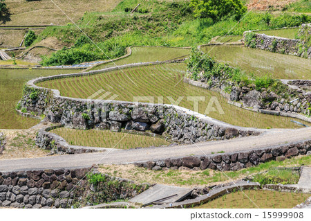 四谷千張 15999908