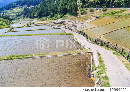 Yotsuya's thousand sheets 15999921