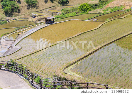 四谷千張 15999922