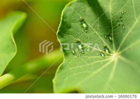 Nasutate leaves Nasutate leaves 16000179