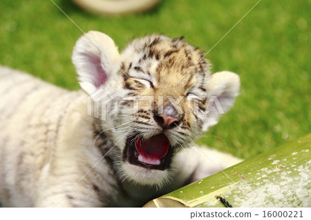 Tiger's baby 16000221