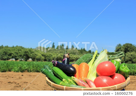 新鮮的夏季蔬菜 16000276