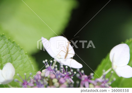 June flowers 16000338