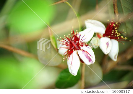 Feijoa的花 16000517