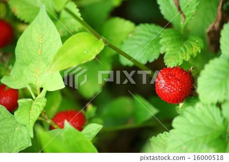 蛇草莓 16000518