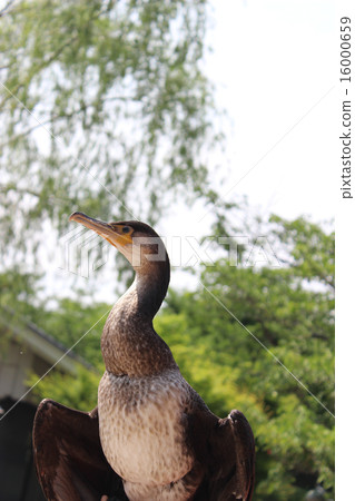 宇治川宇治 / 京都府宇治市 16000659