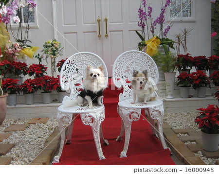 Pet wedding 16000948