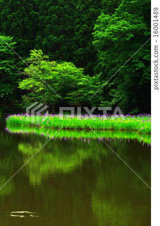 Kakitsubata clusters @ Hirayinagi Kakitsubata clusters @ Hirayinagi 16001489