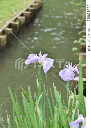 Iris Iris 16001631