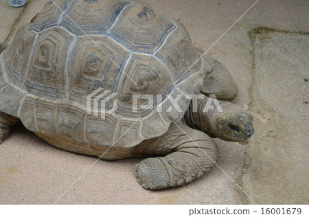 巨龜 16001679