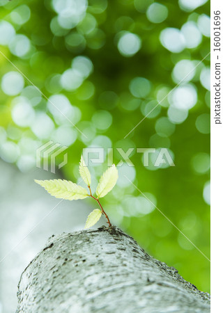 Sprout of fresh green zelkova 16001696