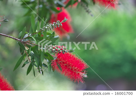 Brush cockle (flowers) Brush cockle (flowers) 16001700