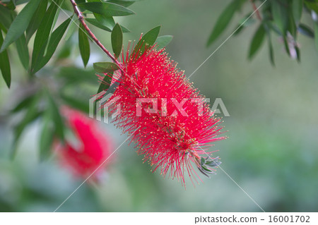 Brush cockle (flowers) 16001702