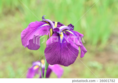 Iris 16001782
