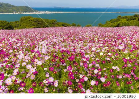 Cosmos of Nokojima Cosmos of Nokojima 16001980