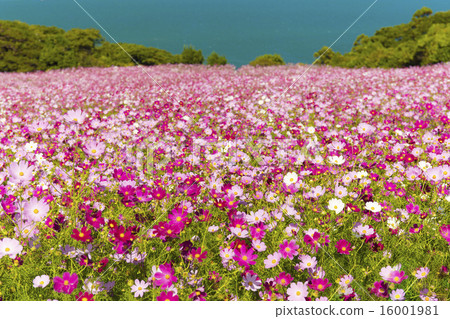 Cosmos of Nokojima 16001981