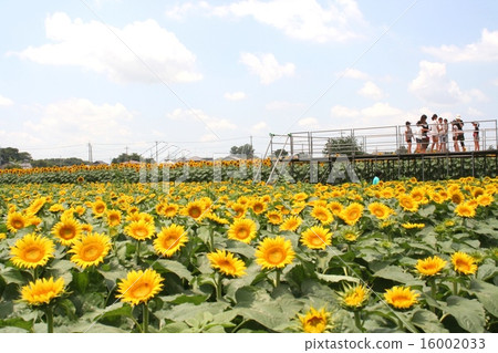 Let's go see sunflowers Let's go see sunflowers 16002033